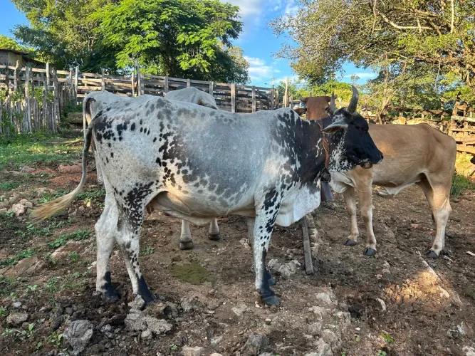 Vaca bordada com manchas pretas