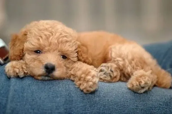 Poodle fêmea sua melhor amiga 