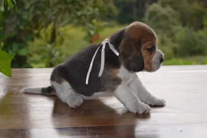 Beagle: O Companheiro Perfeito para Quem Ama Diversão!