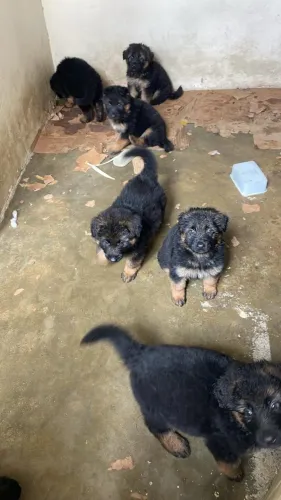 Pastor alemão filhote 