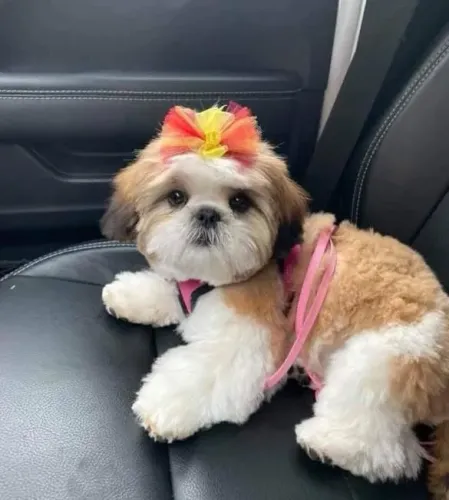 Filhote Shih Tzu, Lambidas, pulinhos e muito amor!