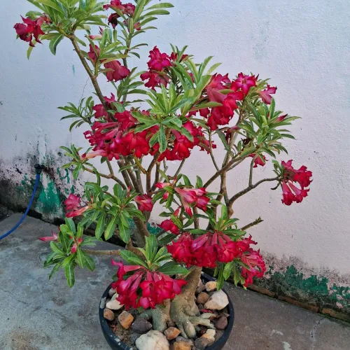 Vende-se uma rosa do deserto 