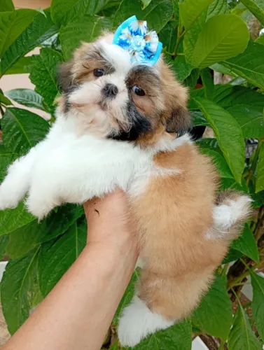 shih tzu femea em 10x de r$180, com pedigree e vacina, entregamos