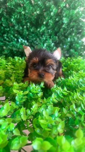 Yorkshire Terrier Bolinhas de Pelo Cheias de Amor