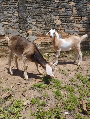 Cabras