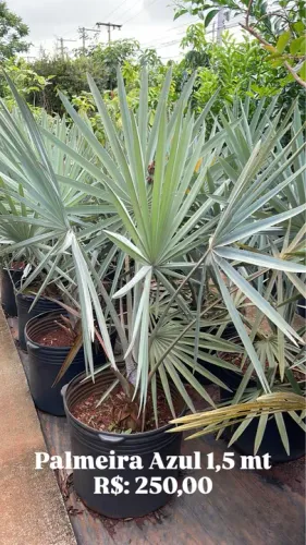 Palmeira Azul 1,5 mt
