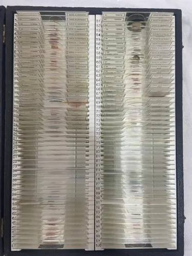 Lâminas Microscópio Histologia Humana 