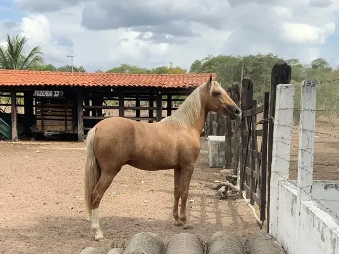 Cavalos na Bahia