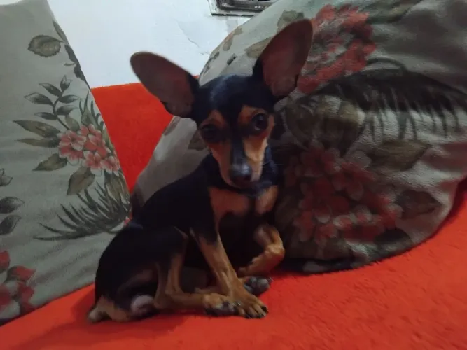 Pet Luna N. 0 . Procuro um namorado Número 0, 