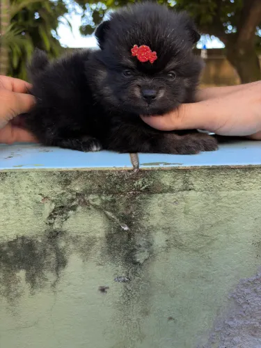 Lulu da pomerania