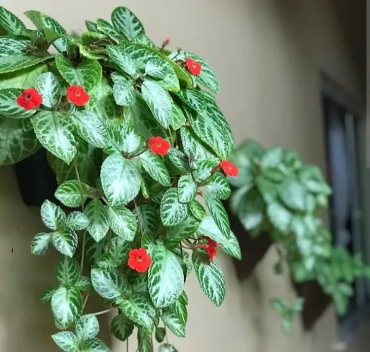 Plantas