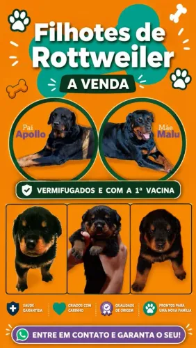 Rottweiler