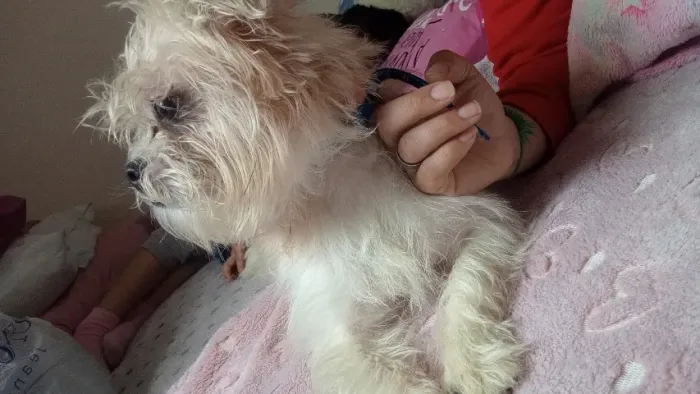 Cachorro