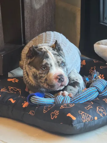 American bully filhotes de alto nível