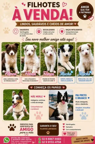 Border Collie