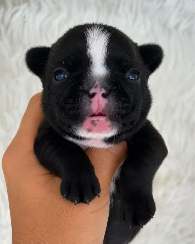 Bulldogue francês 