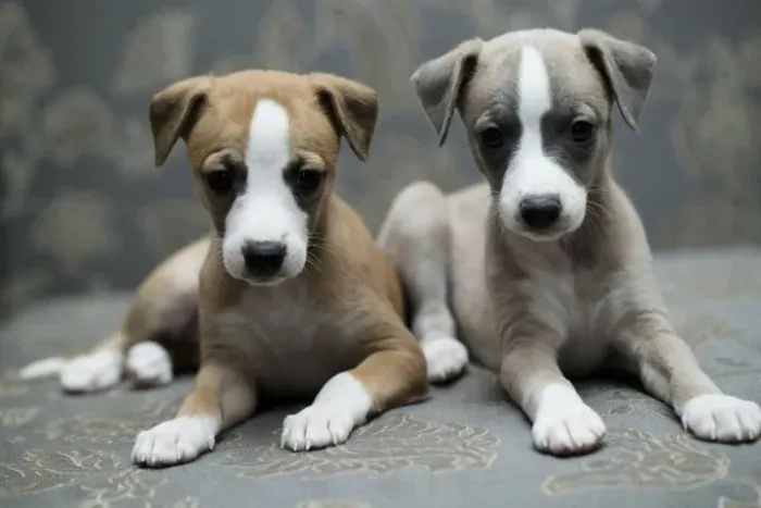 Whippet 