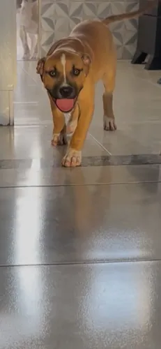 PIT MONSTER