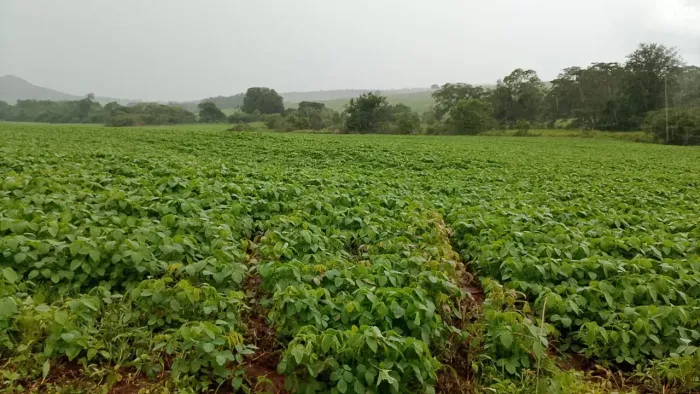 Fazenda a venda entre Cezarina e Indiara - Goiás!