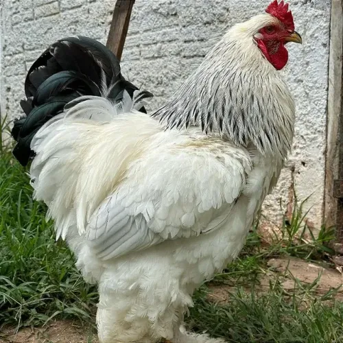 Lindo frango bhrama light