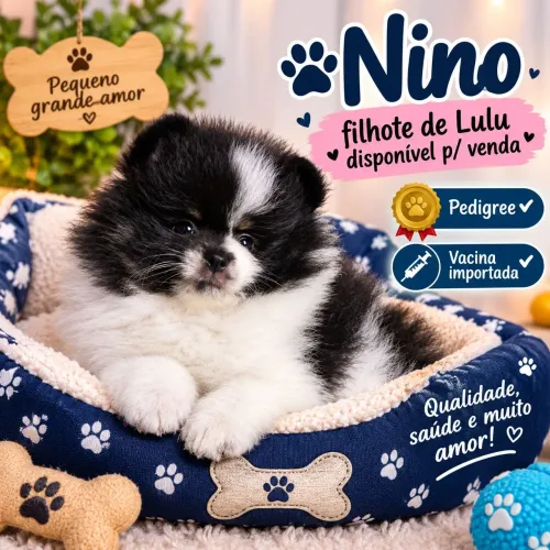 Filhote dw spitz alemão