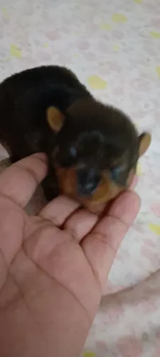 Pinscher com Chihuahua
