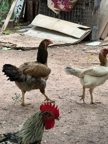 Galinha Índia 