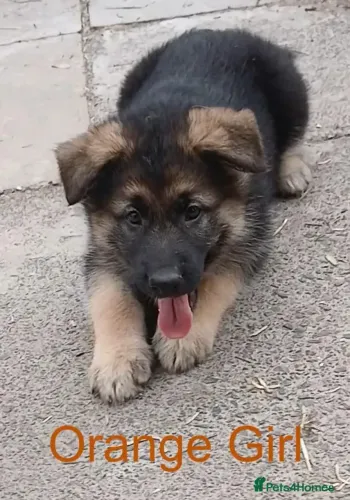 Filhote de cachorro Pastor Alemão dócil brincalhão e saudável com contrato