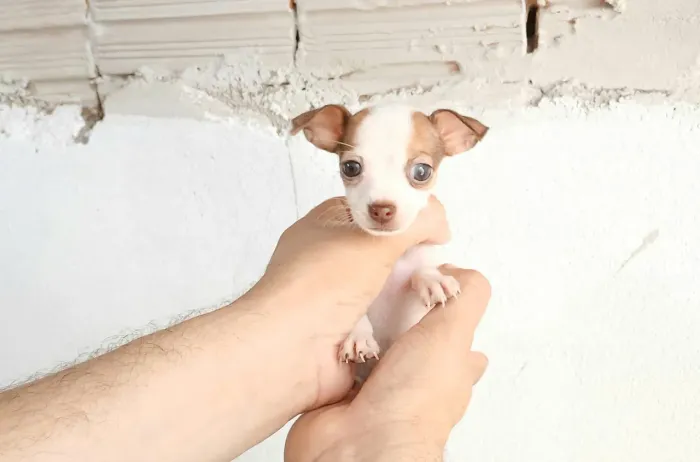 Pinscher Zero com N1 MINIATURA!