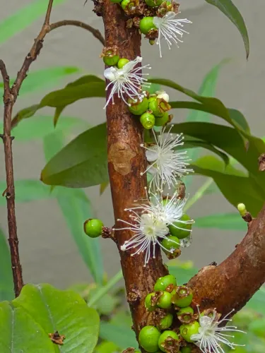 Jabuticaba