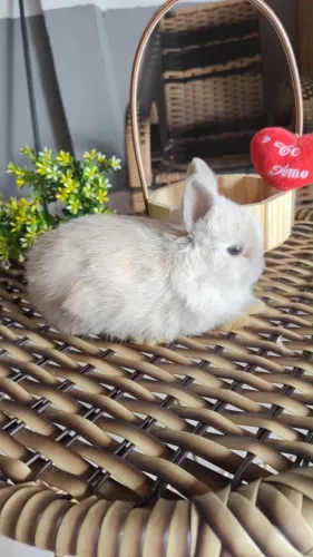 Vendo coelho anão nertheland