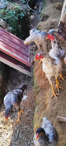 SÓ HOJE (animais)