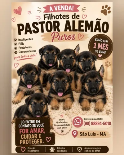 Filhotes de Pastor Alemão Capa Preta Puros
