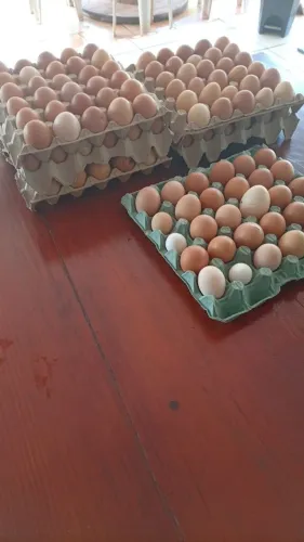 Ovos de galinha caipira e de Brahma