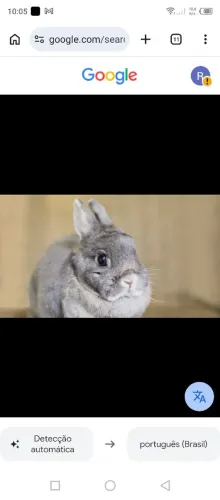 Vendo coelho