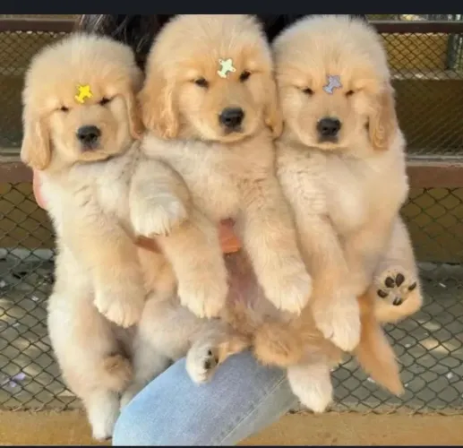 Golden A alegria mora onde existe um cachorrinho assim