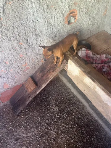 Cachorro Pinscher