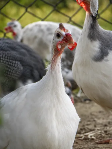 Galinha da Angola Macho Branco