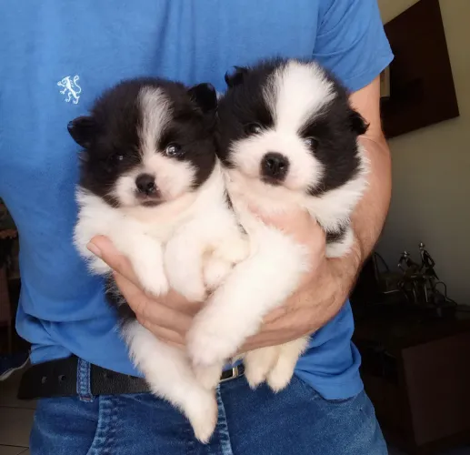 Filhote de Spitz alemão (lulu da Pomerânia)