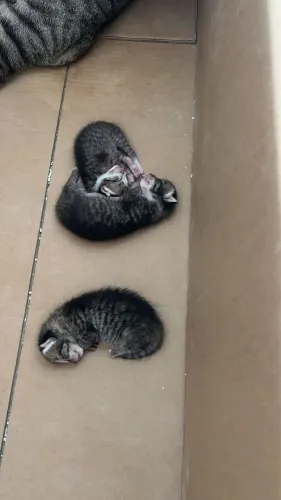 Gatinhos para adoção 