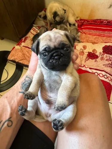 Lindos bebês de pug disponível ja vacinados