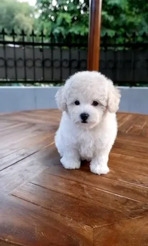 Poodle toy : Sua melhor companhia 