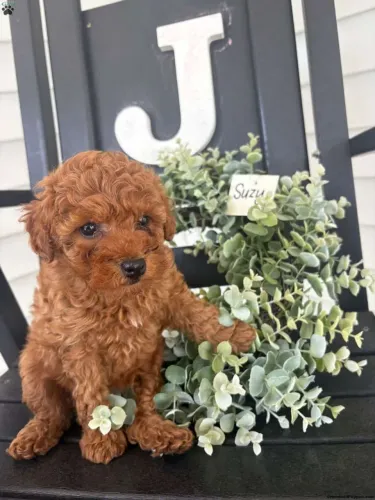 Poodle Toy | Um amigo fiel para toda vida 