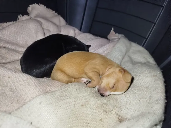 Pinscher 01