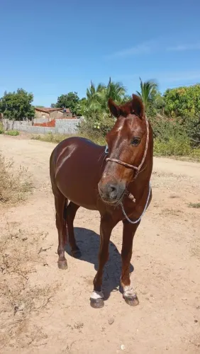 Cavalo de campo 4 anos 