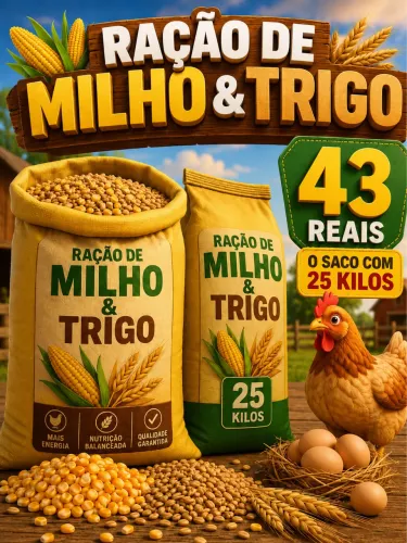 Ração milho e trigo ração postura engorda mistura de milho e trigo