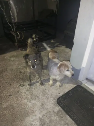 Doação cachorros 