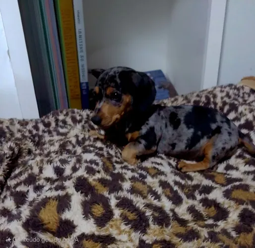 Ótimo presente pra dia dos e namorados, Dachshund, cofap, linguicinha, teckel, salsichinha