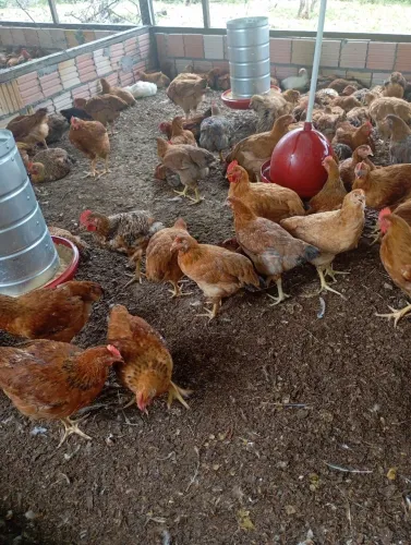 Frangos e Frangas Caipirão 