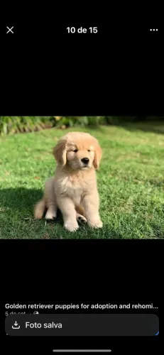 Filhotes de Golden Retriever | Patinhas que conquistam!